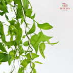 Smilax - (Per Bundle)