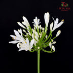 Agapanthus White 百子莲属 - (5 Stems)