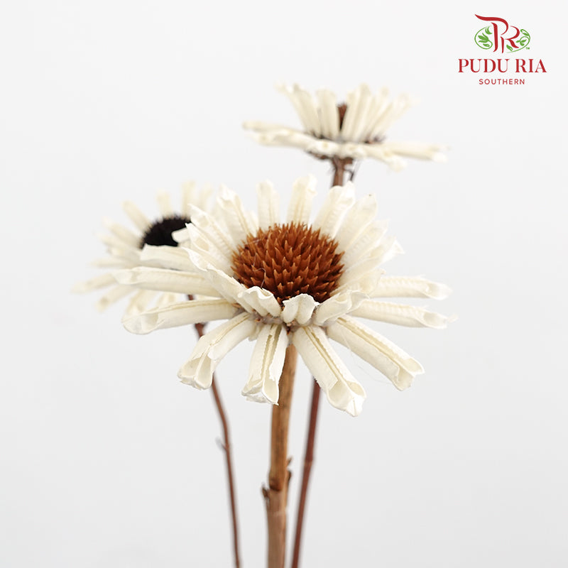 Preservative Gerbera