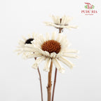 Preservative Gerbera