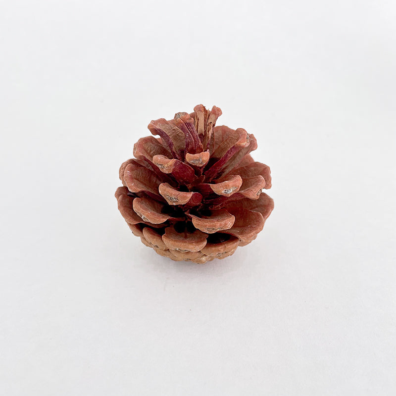 Pine Cone Na 5-6CM (10 Pcs)