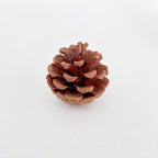 Pine Cone Na 5-6CM (10 Pcs)