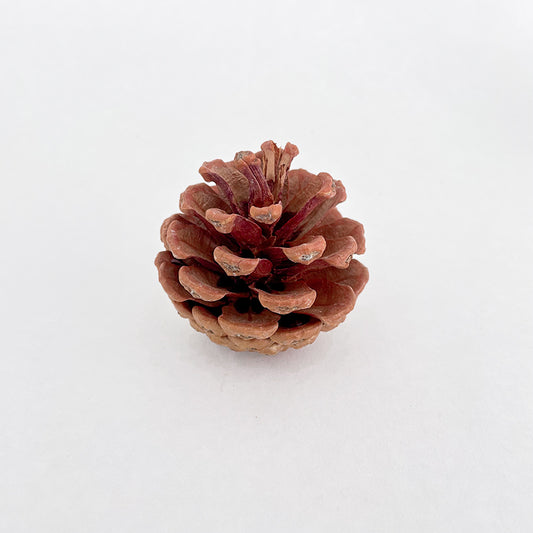 Pine Cone Na 5-6CM (10 Pcs)