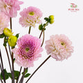 Dahlia Soft Purple - (5 Stems)