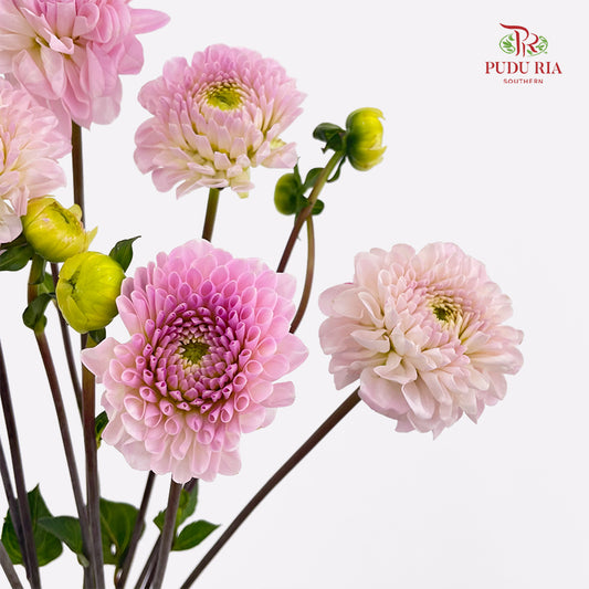 Dahlia Soft Purple - (5 Stems)