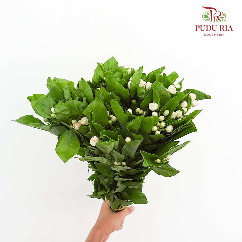 Jasmine Flower 茉莉花 - (Per Bundle)