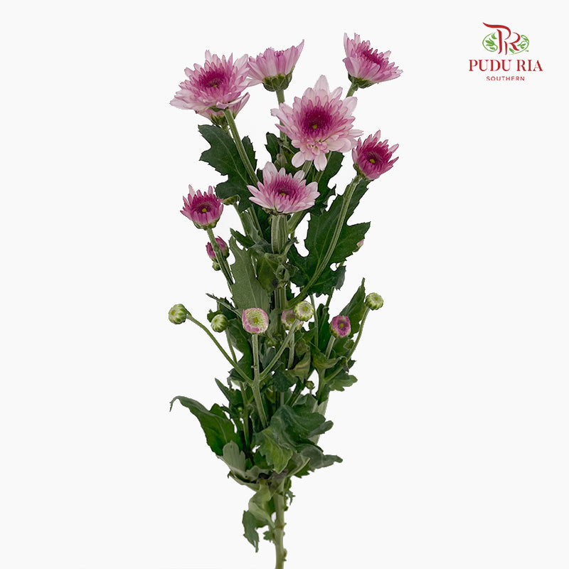 Chrysanthemum Pompom Two Tone Purple 5 - (10-12 Stems)