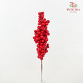 10' U Clump Ilex 21 cm