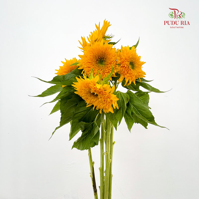 Sunflowers Teddy Bear 向日葵 - (5 Stems)