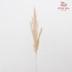 Preservative Plume Reed Light Brown - Pudu Ria Florist Southern