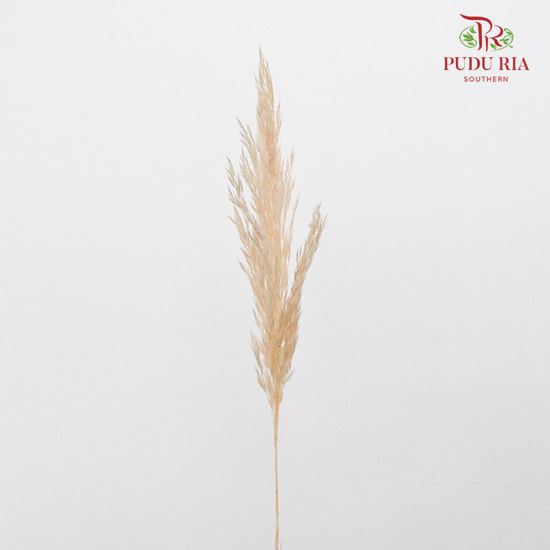 Preservative Plume Reed Light Brown - Pudu Ria Florist Southern