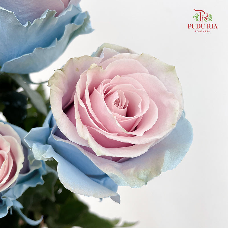 Rose Mondial Dyed Cinderella Star - (8-10 Stems)