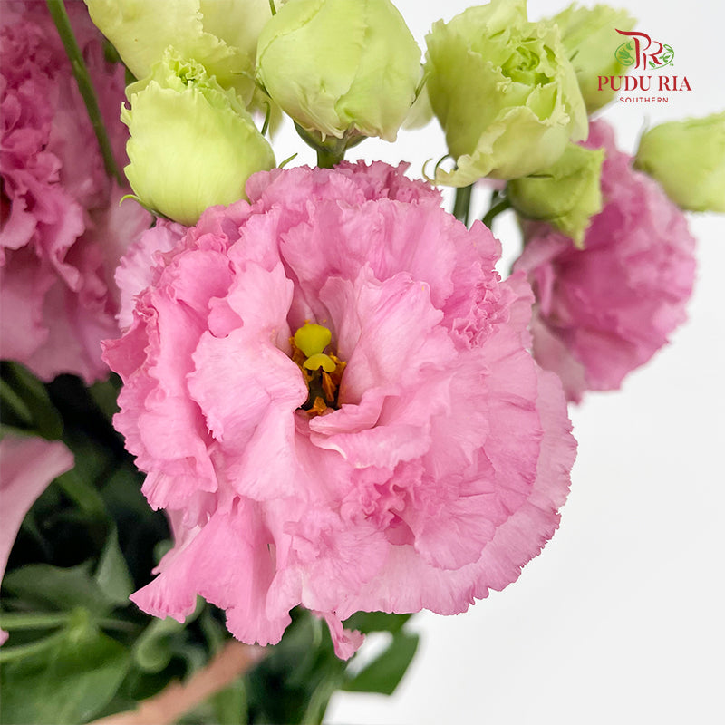 Eustoma Wave Pink - (12-15 Stems)