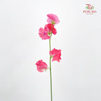 Sweet Pea Pink 香豌豆 - (5 Stems)