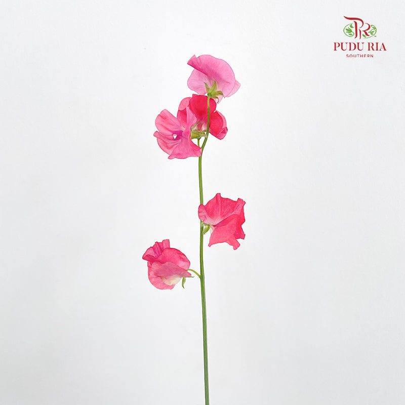 Sweet Pea Pink 香豌豆 - (5 Stems)