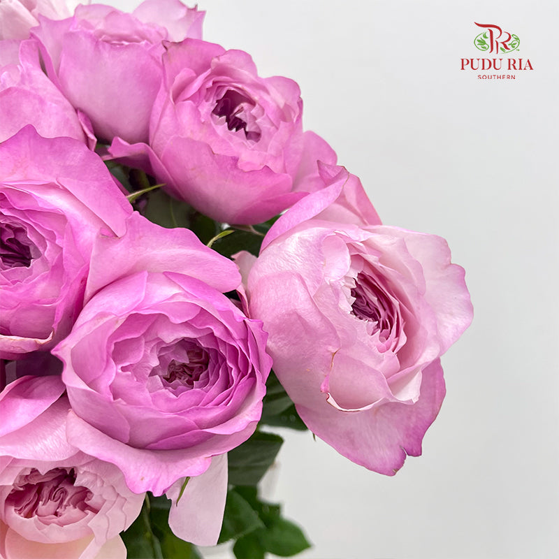 Rose Constance - (10-12 Stems)