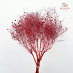 Dry Dream Grass Red
