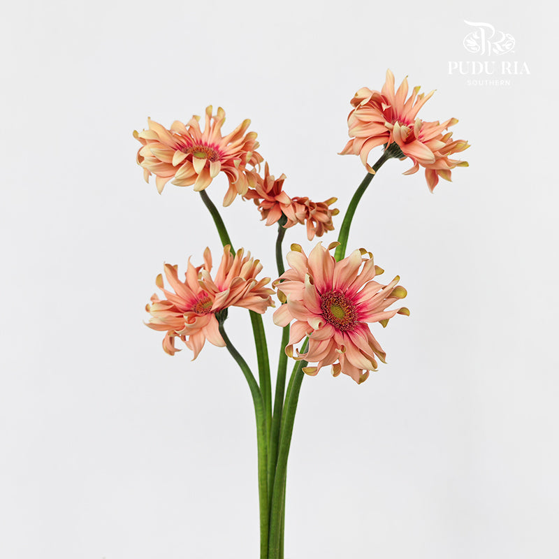 Gerbera Pasta Rosata - (5 Stems)