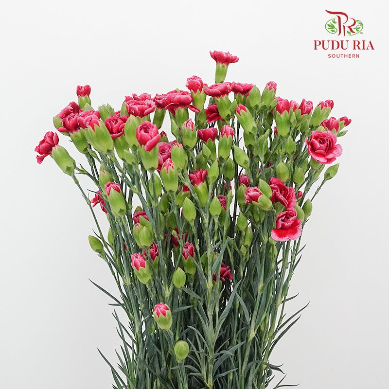 Carnation Spray Violet (18-20 Stems) - Pudu Ria Florist Southern