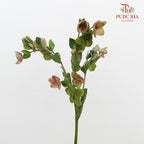 Helleborus - (Per Bundle)