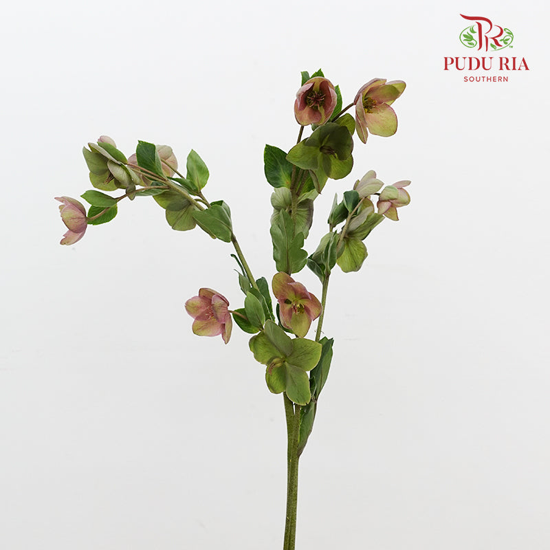 Helleborus - (Per Bundle)