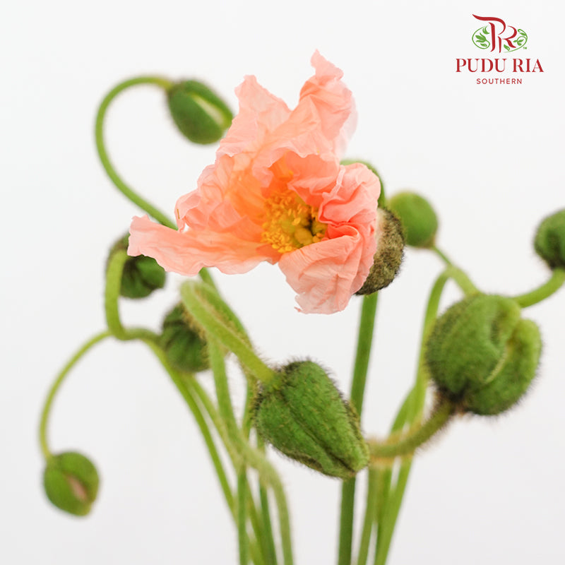 Corn Poppy Orange 虞美人 - (Per Bundle)