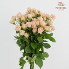Rose Spray Rosanella - (8-10 Stems)