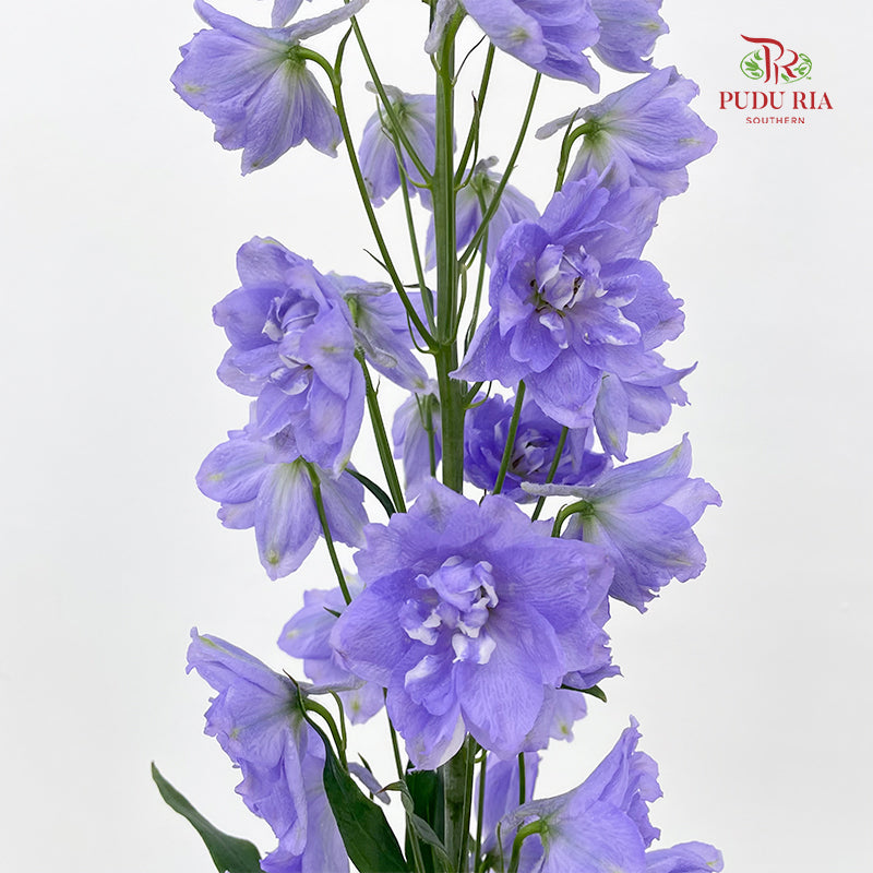 Delphinium Elatum Purple - (5 Stems)
