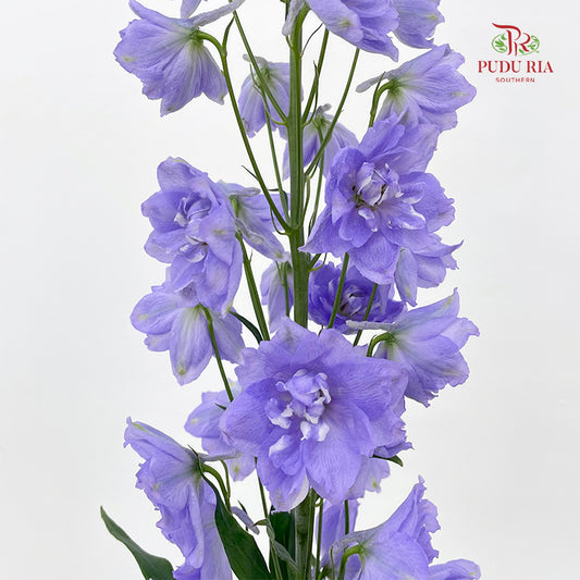 Delphinium Elatum Purple - 5 Stems