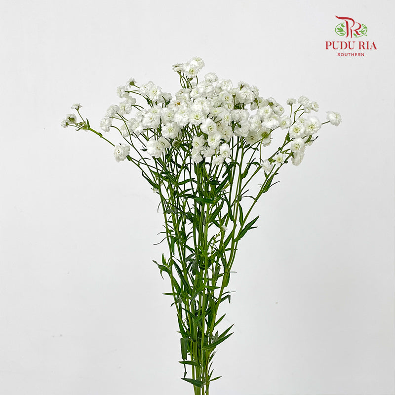 Achillea White 欧蓍草 - (Per Bundle)