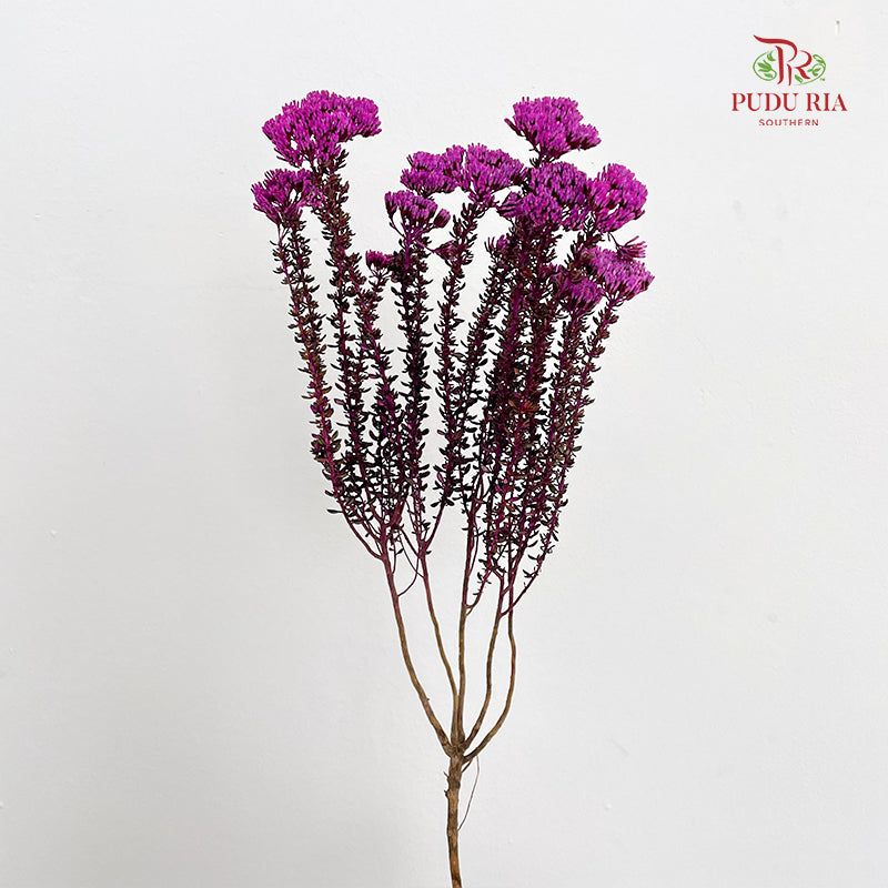 Metalasia Pink - (Per Bundle)