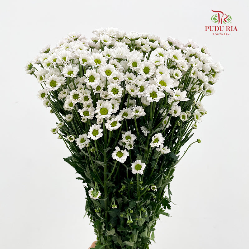 Chrysanthemum Santini / Calimero Mini Daisy White