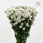 Chrysanthemum Santini / Calimero Mini Daisy White
