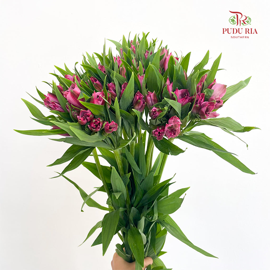 Alstroemeria Pink 六出花 - (9-10 Stems)