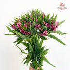 Alstroemeria Pink 六出花 - (9-10 Stems)