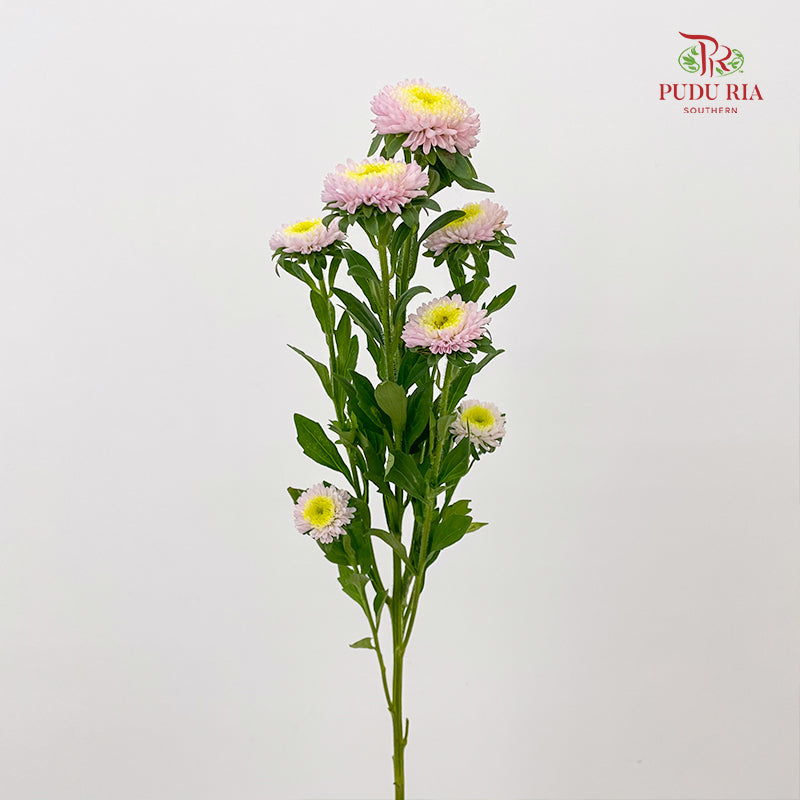 Aster 翠菊 Soft Pink - (Per Bundle)