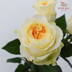 Rose Warm Jade - (8-10 Stems)