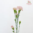 Carnation Spray Vintage Purple (18-20 Stems) - Pudu Ria Florist Southern