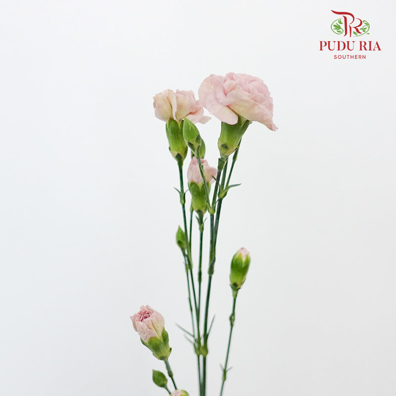 Carnation Spray Vintage Purple (18-20 Stems) - Pudu Ria Florist Southern