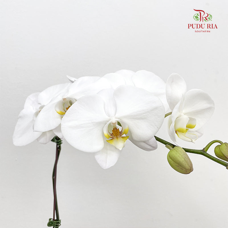 Phalaenopsis Orchid White Big Single Stem