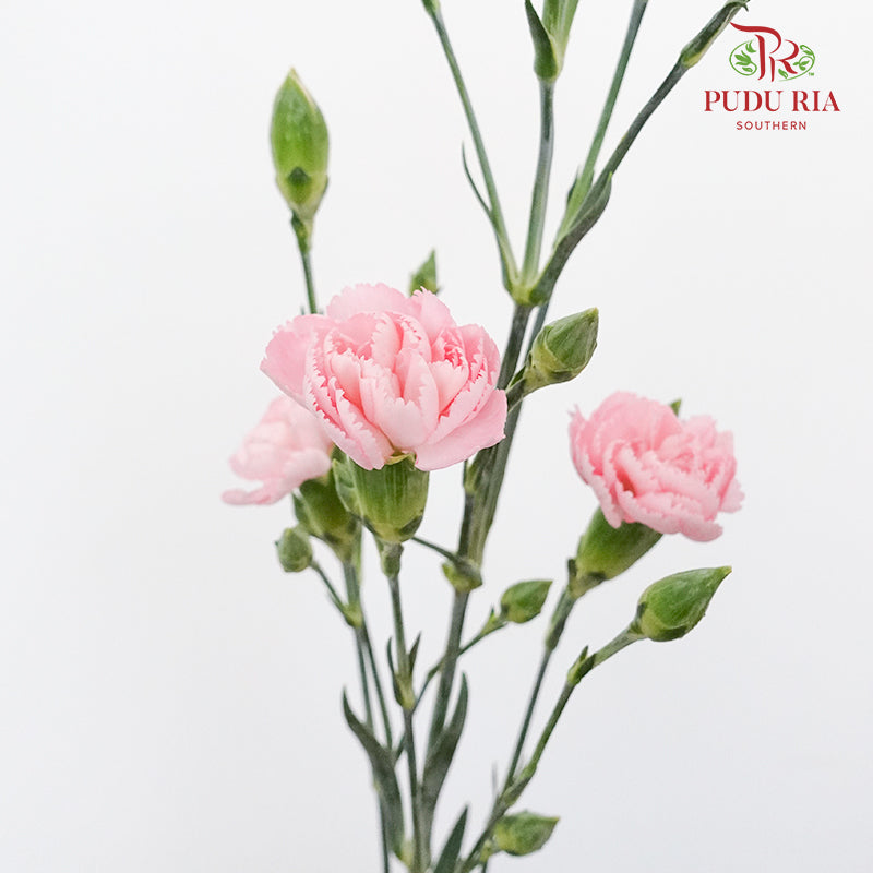 Carnation Spray Light Pink (18-20 Stems) - Pudu Ria Florist Southern