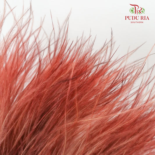 Dry Stipa Grass Red - Pudu Ria Florist Southern