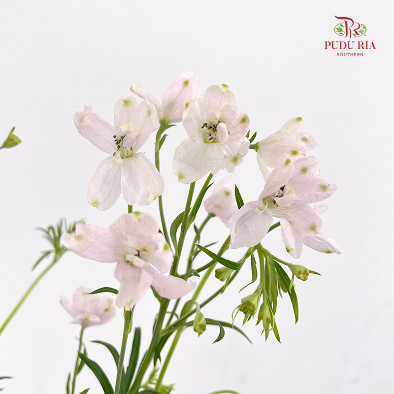 Delphinium Mini Pink - (Per Bundle)
