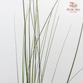 Steel Grass - Pudu Ria Florist Southern