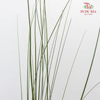 Steel Grass - Pudu Ria Florist Southern