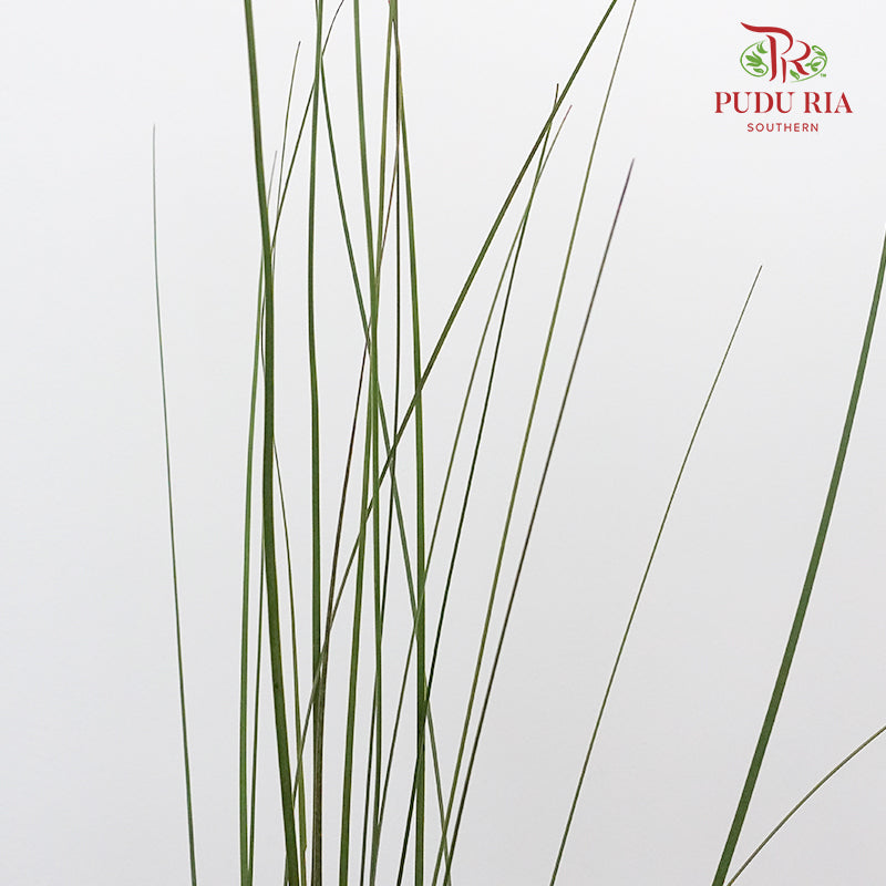Steel Grass - Pudu Ria Florist Southern