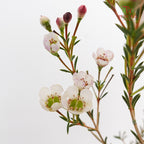 Wax Flower White/Pink 蜡花 - (5 Stems)