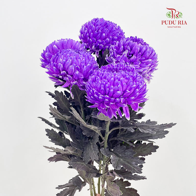 Peony Chrysanthemum Dyed Dark Purple - (5 Stems)