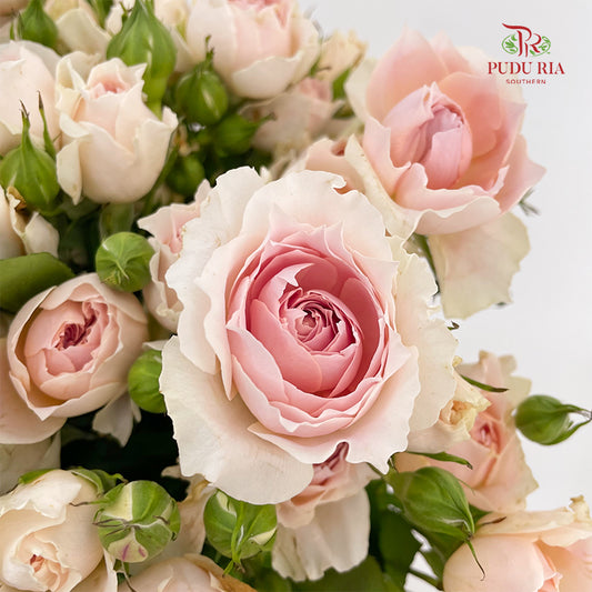 Rose Spray Cheering Squad Apricot - (8-10 Stems)