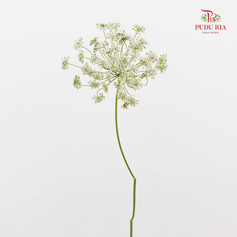 Ammi Majus White 大阿米芹 - (5 Stems)